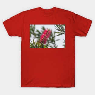 Upright Bottlebrush Bloom T-Shirt